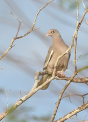 Patagioenas corensis