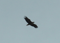 Haliaeetus albicilla