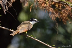 Pitangus sulphuratus