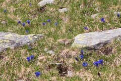 Gentiana acaulis