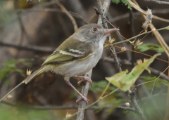 Hemitriccus margaritaceiventer