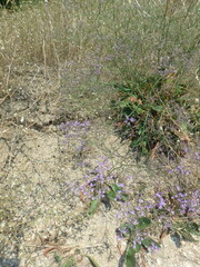 Limonium gmelinii