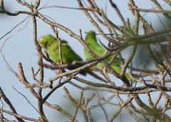 Thectocercus acuticaudatus