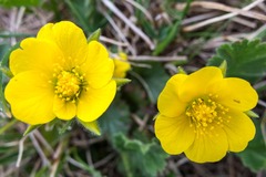 Geum montanum