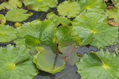 Nymphaea rudgeana