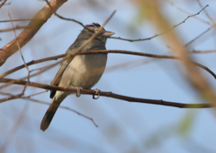 Coryphospingus pileatus