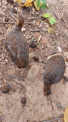 Crypturellus soui