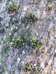 Orthotrichum diaphanum