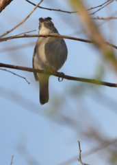 Coryphospingus pileatus
