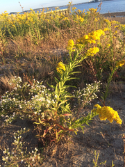 Solidago sempervirens