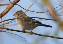 Coryphospingus pileatus
