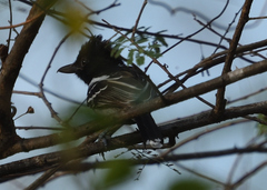 Thamnophilus melanonotus