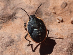 Chlorochroa sayi
