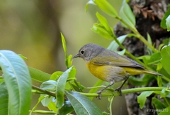 Leiothlypis ruficapilla