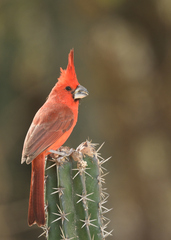 Cardinalis phoeniceus