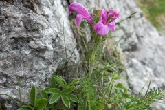 Pedicularis gyroflexa