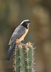 Saltator orenocensis