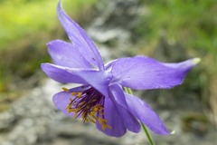 Aquilegia confusa