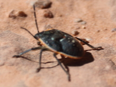 Chlorochroa sayi