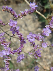 Limonium gmelinii