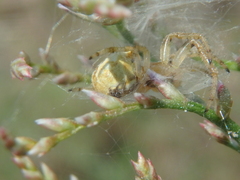 Neoscona adianta