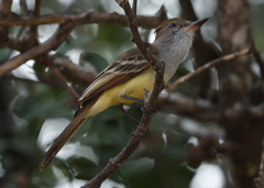 Myiarchus tyrannulus
