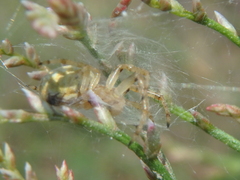 Neoscona adianta