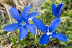 Gentiana verna