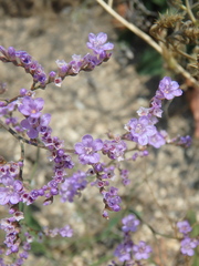 Limonium gmelinii