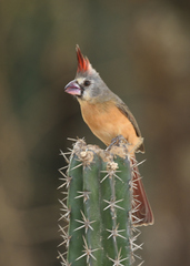 Cardinalis phoeniceus