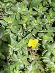 Portulaca quadrifida