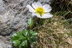 Ranunculus glacialis