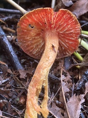 Hygrocybe laetissima