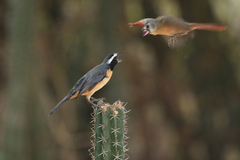 Saltator orenocensis