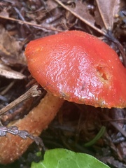 Hygrocybe laetissima