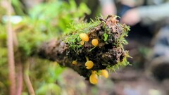 Vibrissea truncorum
