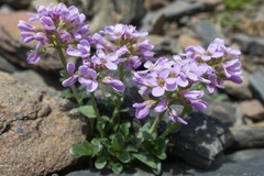 Noccaea rotundifolia