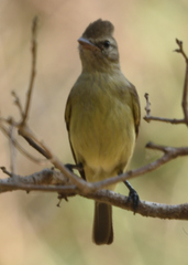 Myiarchus tyrannulus