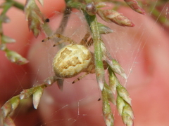Neoscona adianta