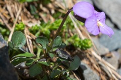 Viola comollia
