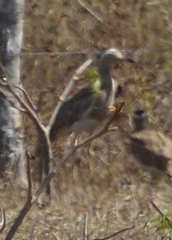 Burhinus bistriatus