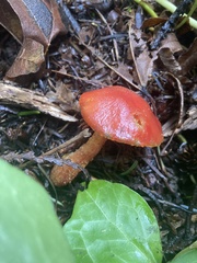 Hygrocybe laetissima