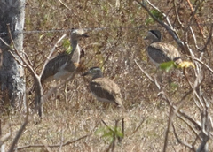 Burhinus bistriatus