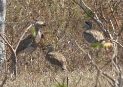 Burhinus bistriatus