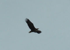 Haliaeetus albicilla