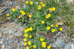 Geum montanum