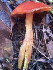 Hygrocybe laetissima