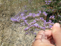 Limonium gmelinii