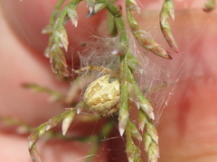 Neoscona adianta
