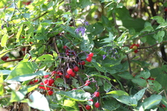 Solanum dulcamara